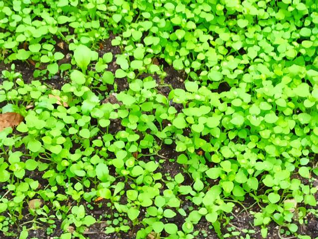 Mauvaises herbes