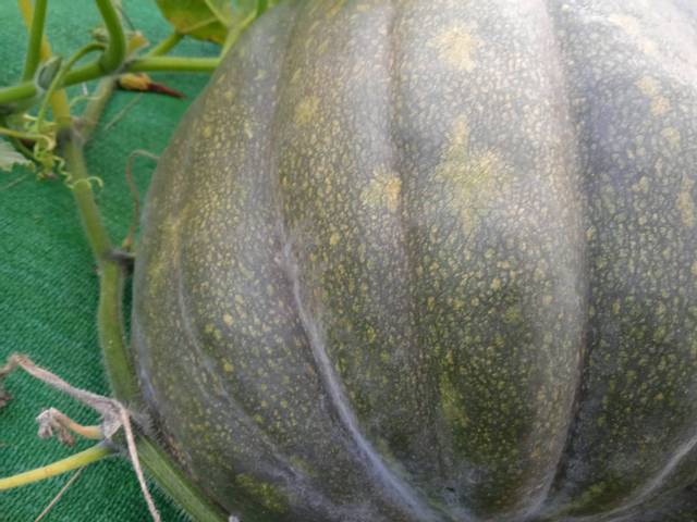 Légume  potager