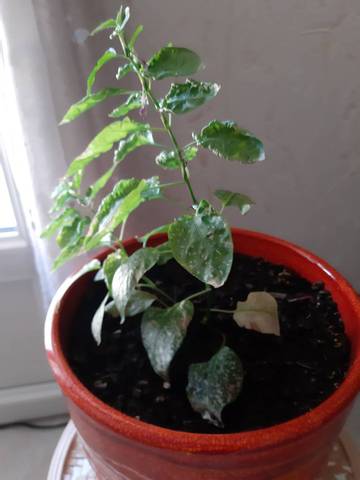 Ma plante deperrit