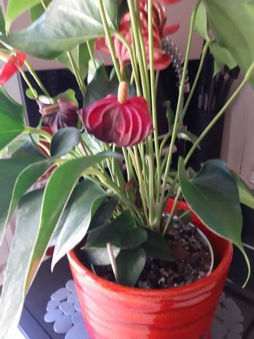 Mon anthurium se fane et la terre blanchit