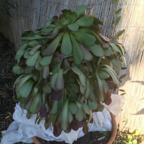 Aeonium gel 