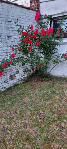 Type de rosiers