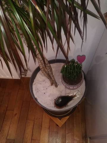 Sable sur pot de fleurs
