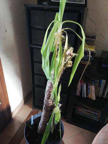 Feuilles yucca tombent