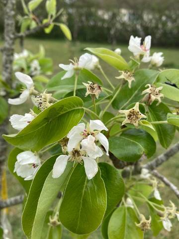 Pétales et pistils