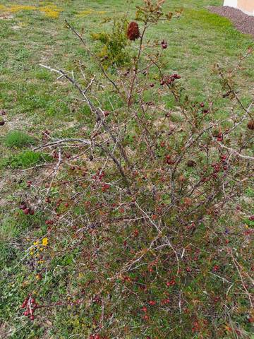 Une plante etrange dans mon jardin, quece que c'est ? 