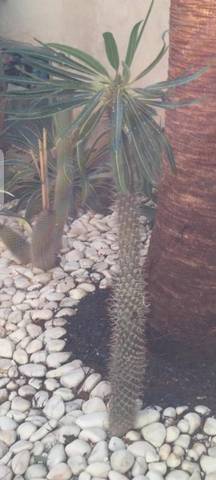 Sauvez mon pachypodium