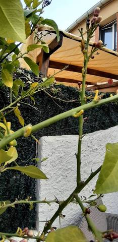 Citronnier perte de feuilles