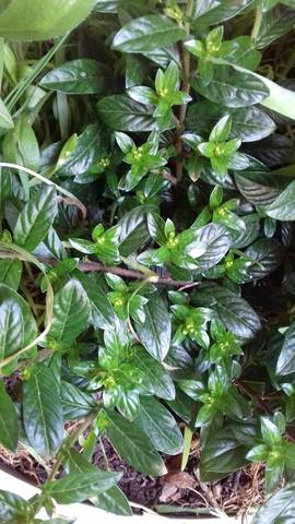 Nom de cette plante