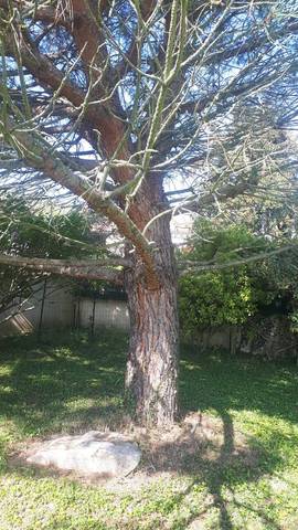 Tailler un pin parasol