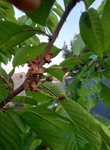 Mes cerises vertes ont séchées