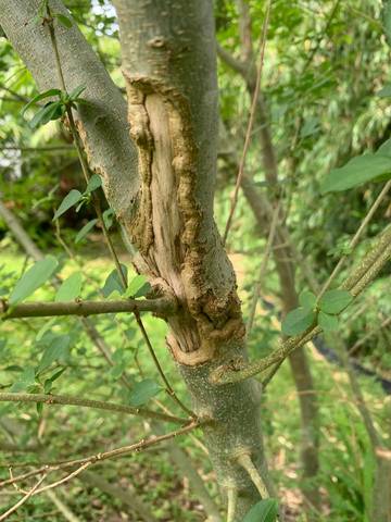 Écorce troène comme rongée et branches sechent
