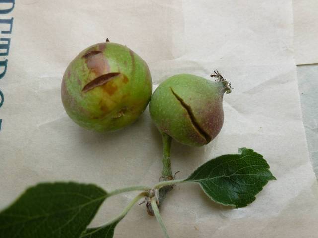 Parasite de la pomme