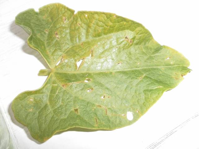  les feuilles de mes haricots semblent jaunir 