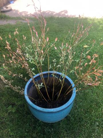 Arbres à crevette arrivés desséchés