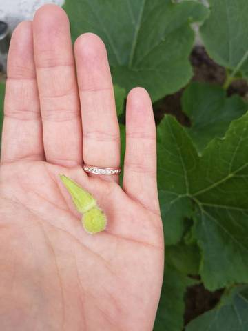 Courgettes rondes qui se cassent petites avant maturité