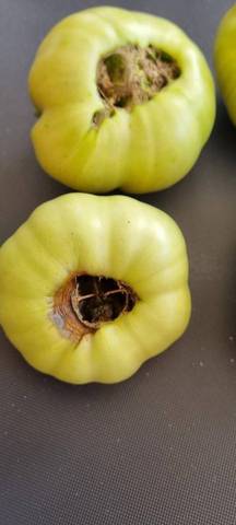 Tomate (trou en dessous)