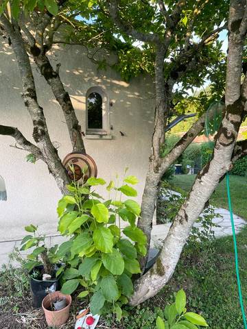 Couper pousse sur pied du magnolia