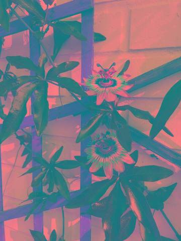 Les fleurs de ma passiflore ne restent ouverte que quelques heures