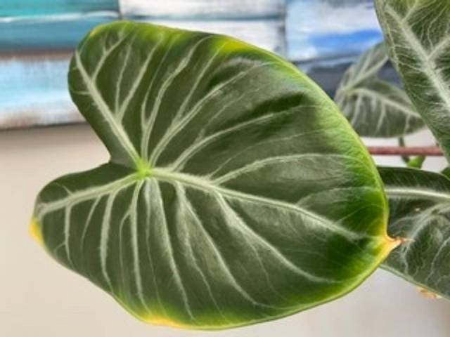 Alocasia qui jaunit autour de la feuille