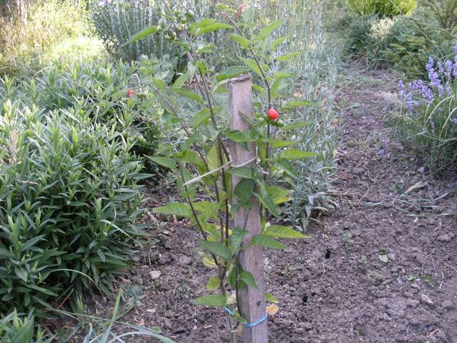 Plante bizarre