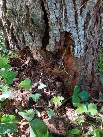 Tronc arbre pourri