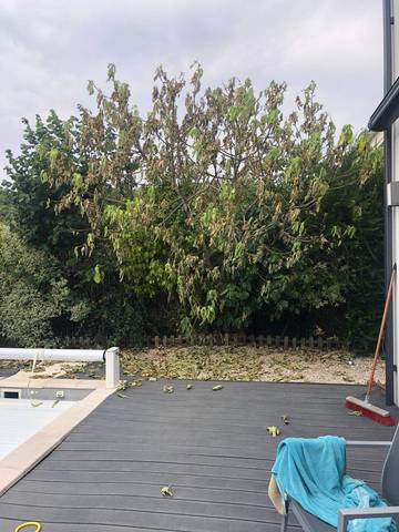 Couper les racines signifient la mort de l’arbre ?