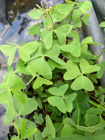 Oxalis faux trefle