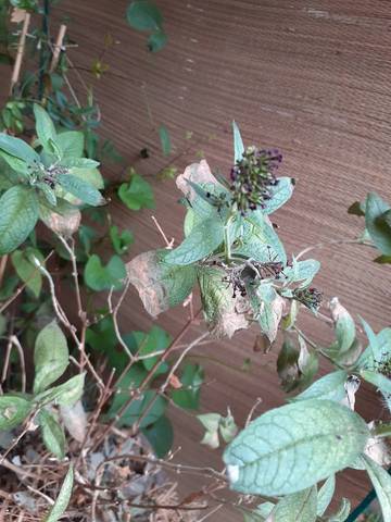 Arbre à papillon en pot