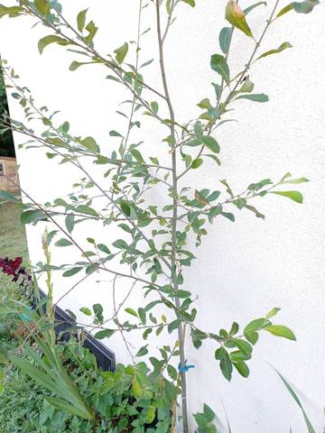 Jeune arbre non identifié 