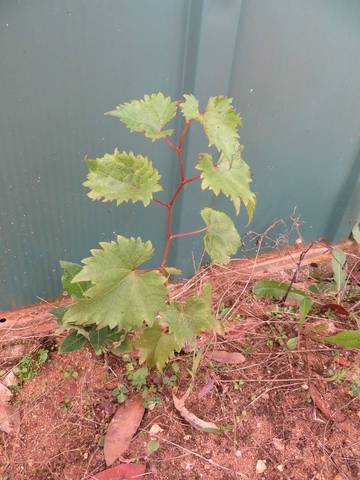 Vigne ou vigne vierge ?