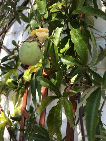 Passiflore qui fait des fruits.