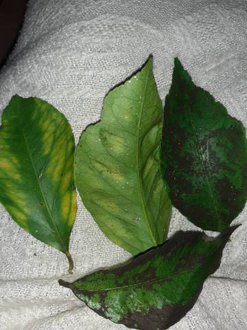 Citronnier a quelle maladie?