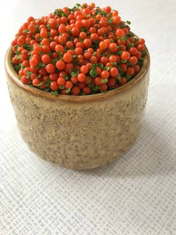 Petite plante d'intérieur