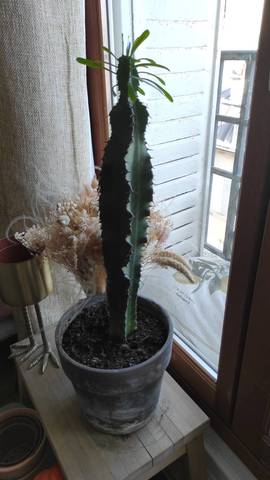 Mon cactus fait des pousses sur le sommet 