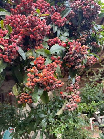 Mon pyracantha est malade 