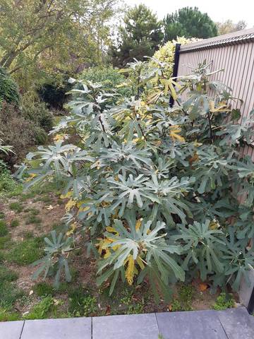 Figuier près de ma maison 