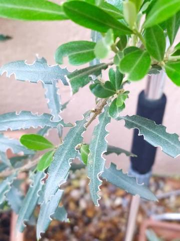 Mon olivier a ses feuilles coupées