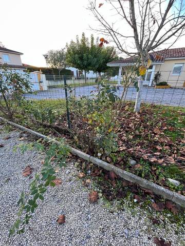 Mon rosier ne fleurit pas.