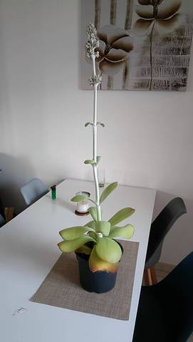 Plante grasse qui fleurie