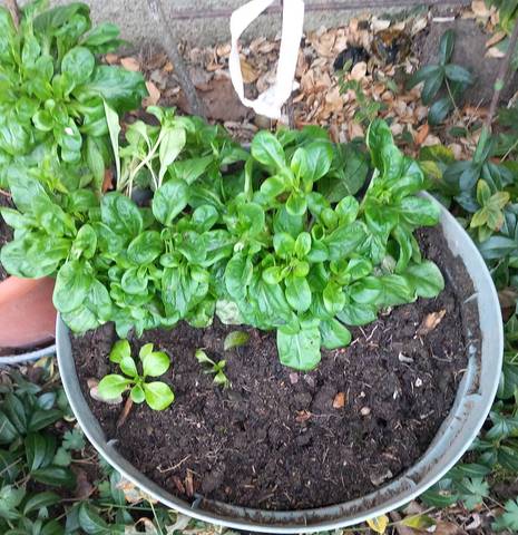 Nom de cette plante ?