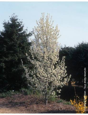 Portes greffes pyrus calleryana