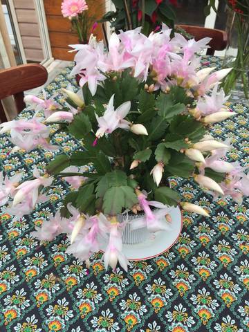 Cactus de noël