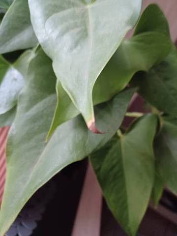 Bout des feuilles anthurium