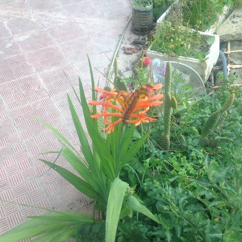 Reconnaître cette plante fleur de printemps