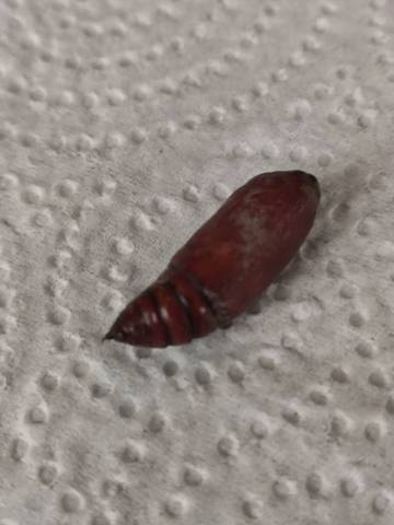 Quel est cet insecte?
