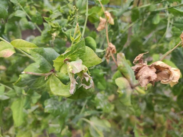 Pois mangetout