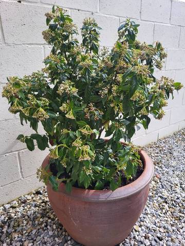 Mon laurier tin est il malade