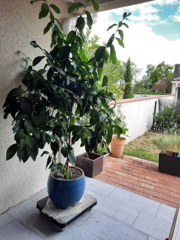 Citronnier à moitié sec