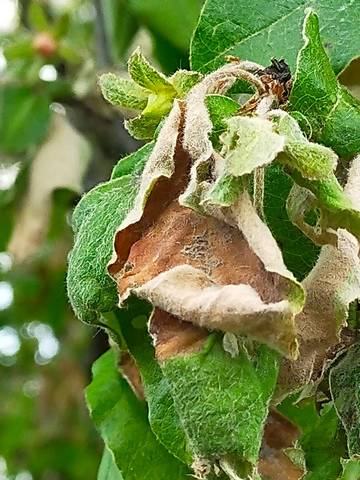 Cognassier (cydonia oblonga a une maladie sur les feuilles